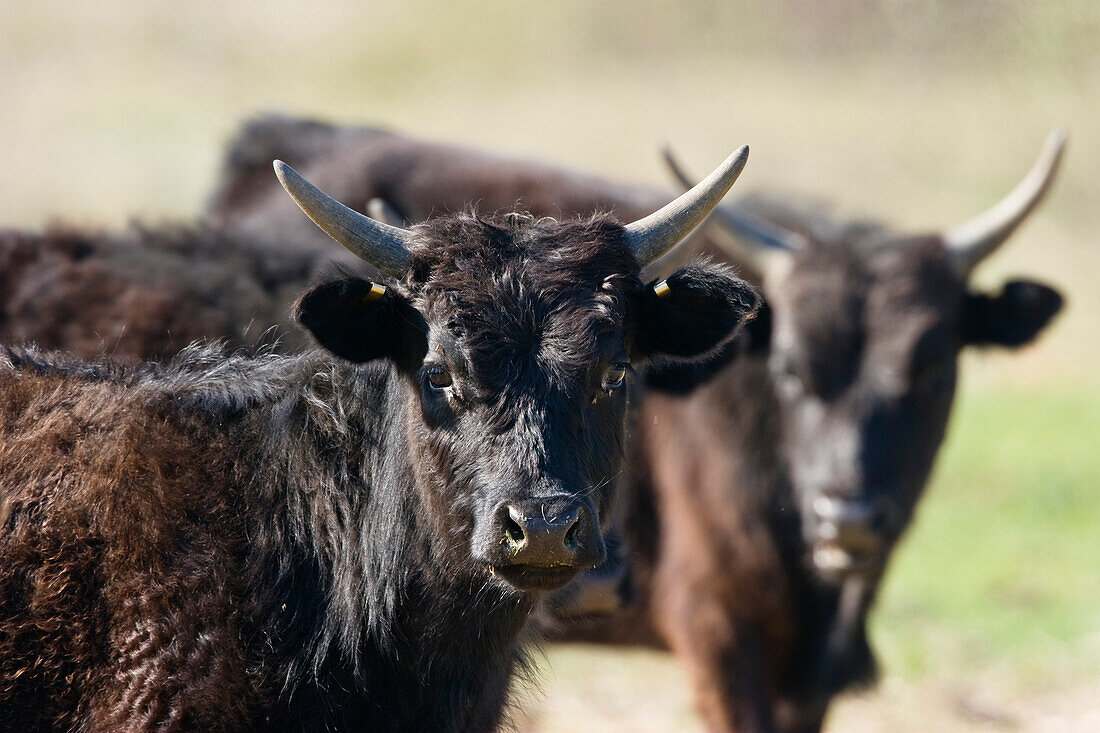 Young Camargue Bulls, Bos primigenius taurus, Camargue, France