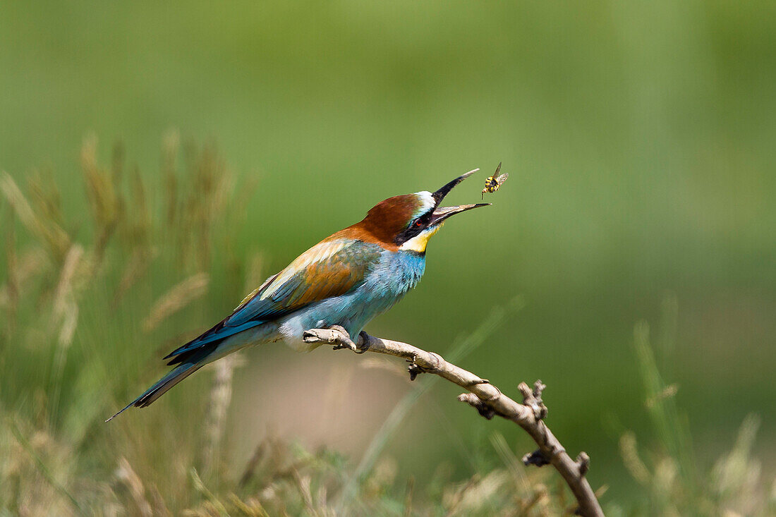 Bienenfresser mit erbeuteter Wespe, Merops apiaster, Bulgarien, Europa