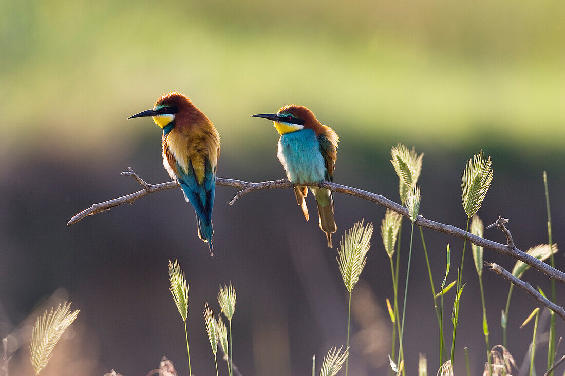 Bienenfresser, Paar, Merops apiaster, Bulgarien