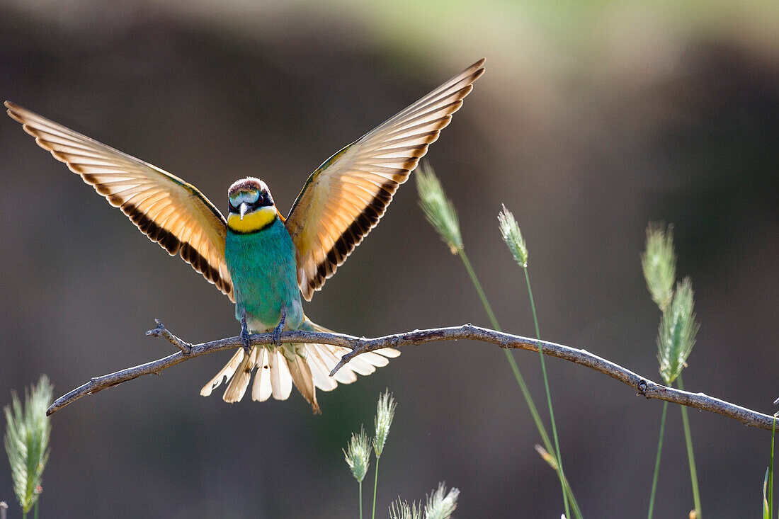 Bee-eater landing, Merops apiaster, Bulgaria, Europe