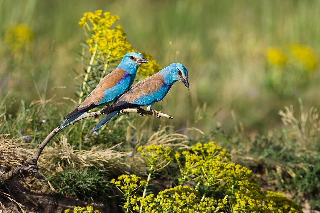 Blauracken, Paar auf Sitzwarte, Coracias garrulus, Bulgarien
