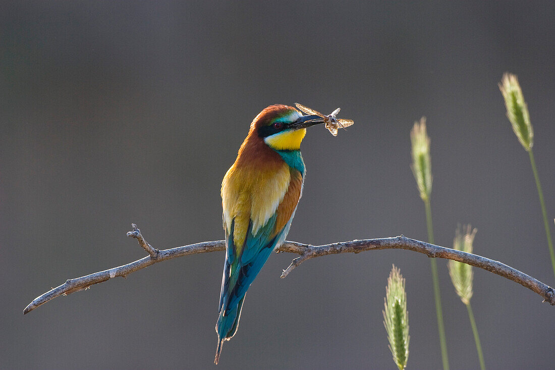 Bee-eater with moth, Merops apiaster, Bulgaria, Europe