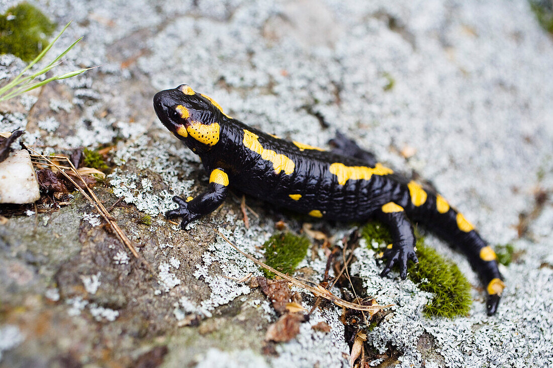 Feuersalamander, Salamandra salamandra, Bulgarien, Europa