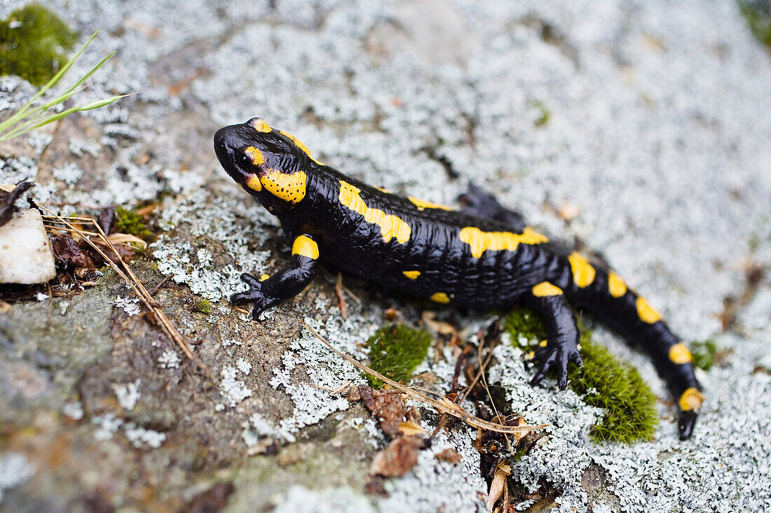 Fire Salamander, Salamandra salamandra, Bulgaria, Europe