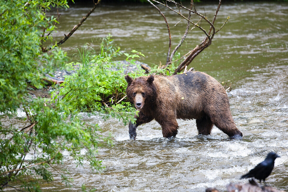 Braunbär mit Lachs, Grizzly-Bär, Ursus arctos, Admiralty Island, Alaska