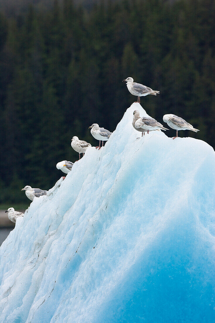 Gulls, Endicott Arm, Inside Passage, Southeast Alaska, USA