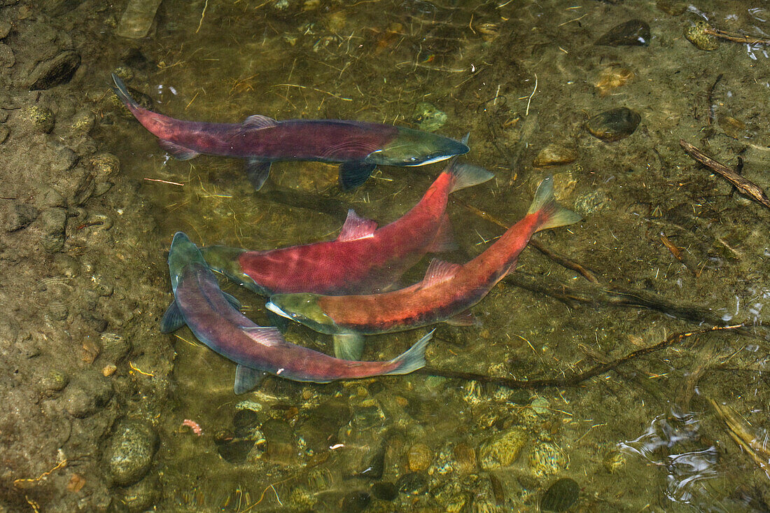 Sockeye Salmons spawning, Onocorhynchus nerka, Alaksa