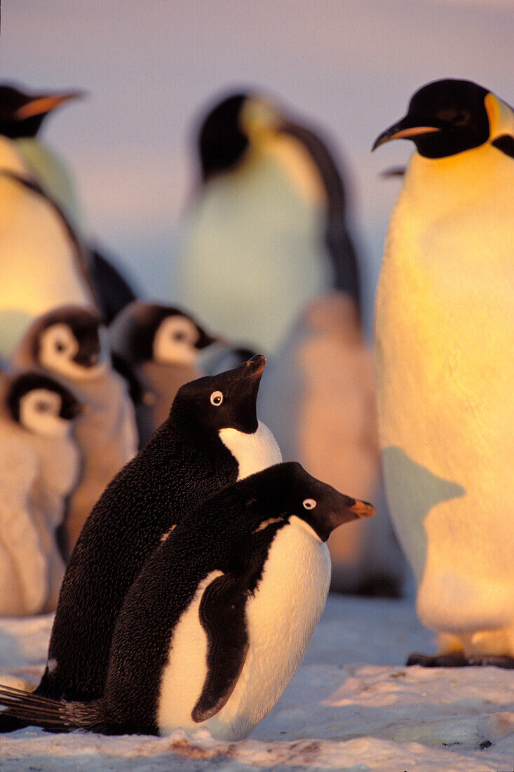 Adelie Penguins, Pygoscelis adeliae, Emperor Penguins with chick, Aptenodytes forsteri, Weddell Sea, Antarctica