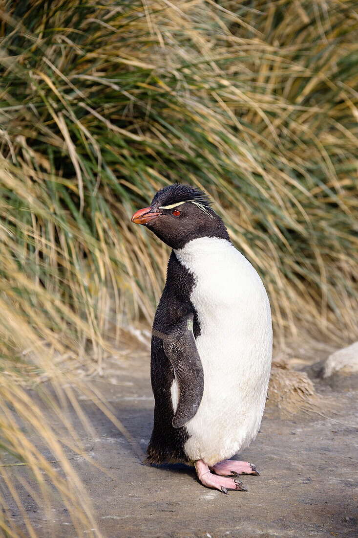 Felsenpinguin, Eudyptes chrysocome, Falkland inseln, Südamerika, Subantarktis