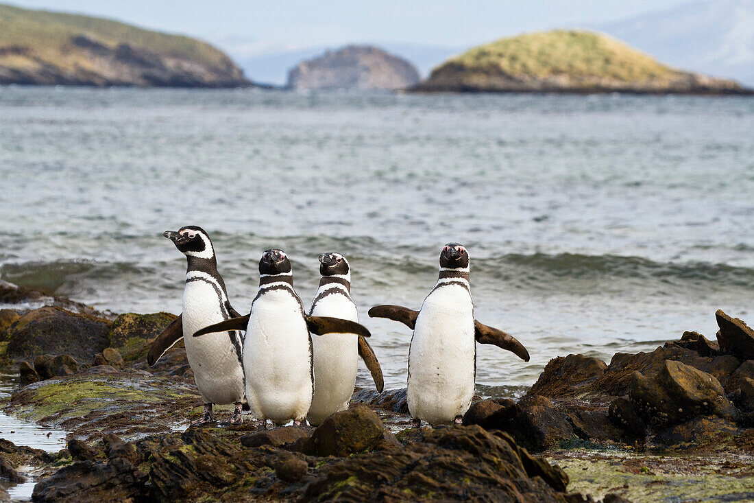 Magellanic Penguins, Spheniscus magellanicus, Carcass Island, Falkland Islands, South America