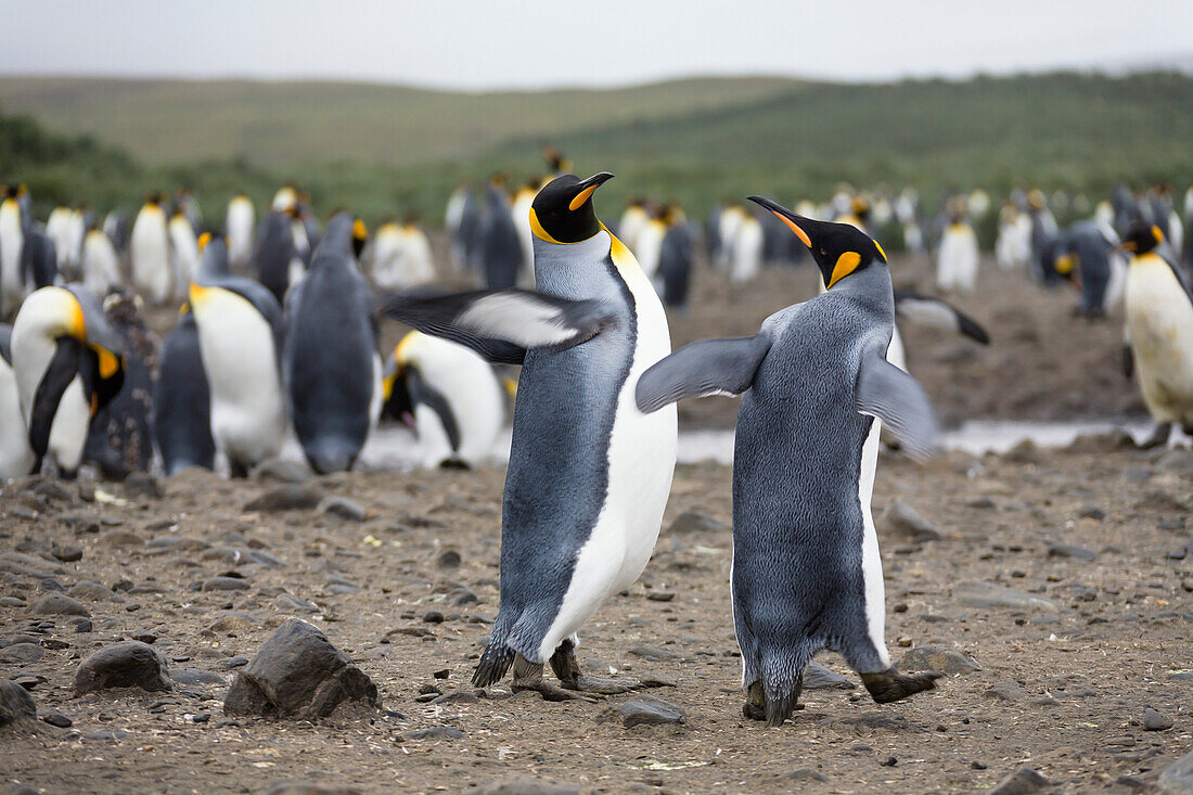 Königspinguine, Aptenodytes patagonicus, Salisbury Plains, Süd Georgien, Antarktis