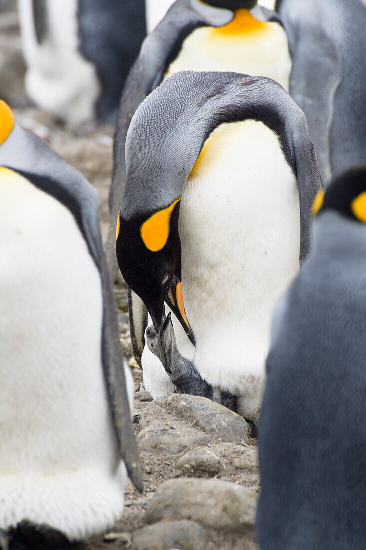 King Penguin feeding chick, Aptenodytes patagonicus, Salisbury Plains, South Georgia, Antarctica