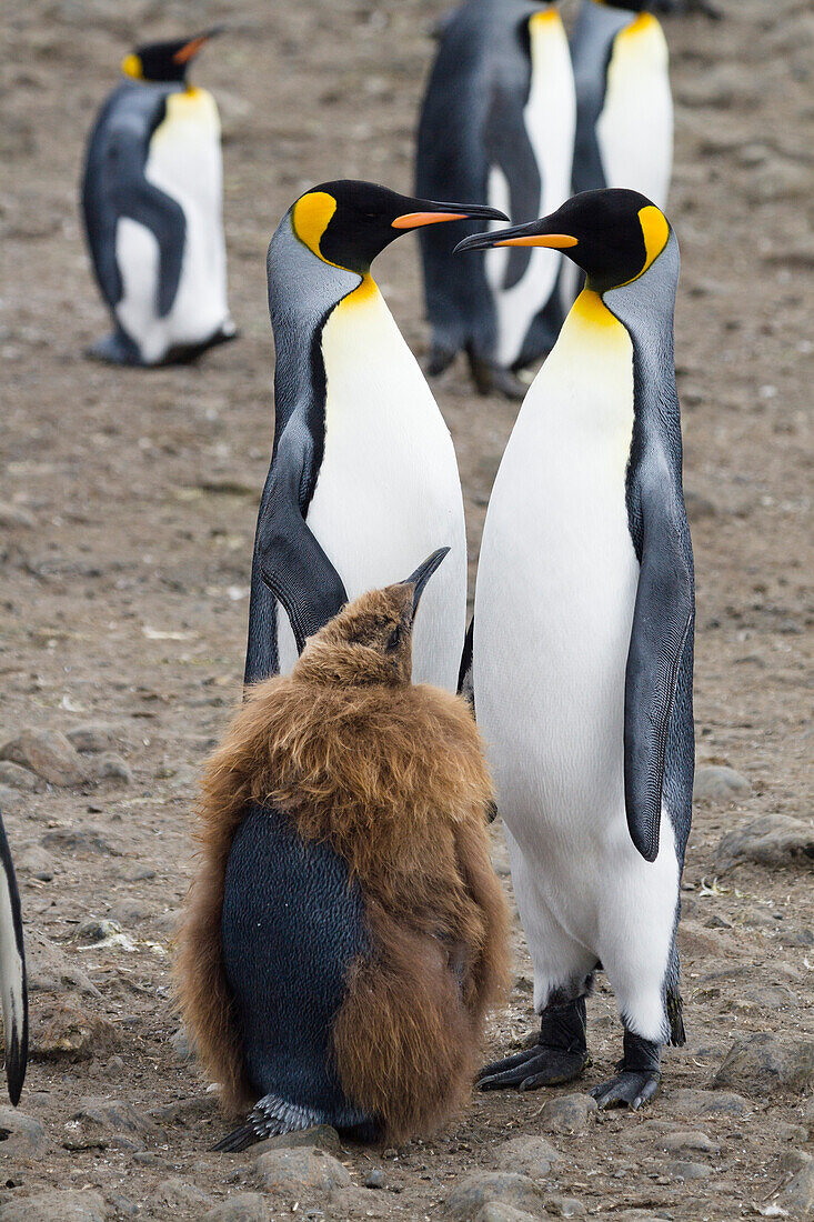 King Penguins, Aptenodytes patagonicus, Salisbury Plains, South Georgia, Antarctica