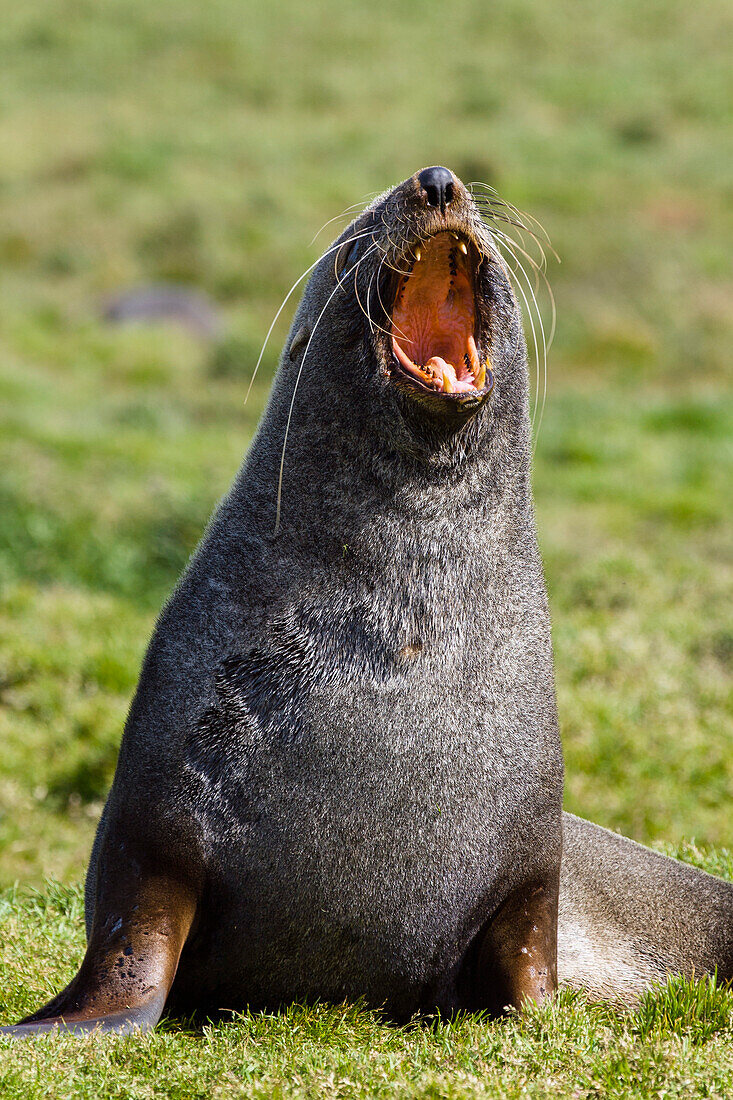 Pelzrobbe, Arctocephalus gazella, Grytviken, Südgeorgien, Antarktis