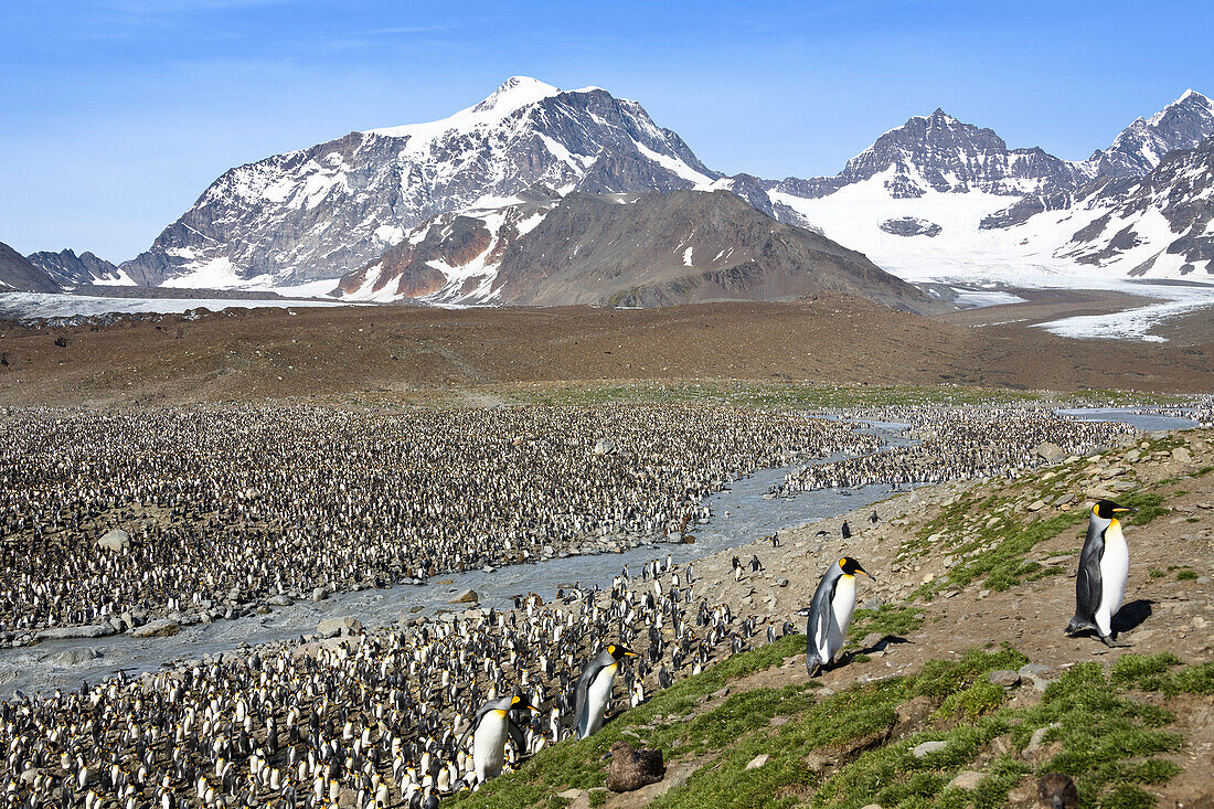 King Penguins, Aptenodytes patagonicus, St. Andrews Bay, South Georgia, Antarctica
