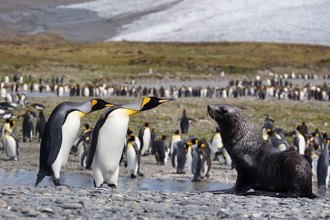 Young Antarctic Fur Seal and King Penguins, Acrocephalus gazella, Aptenodytes patagonicus, St. Andrews Bay, South Georgia, Antarctic