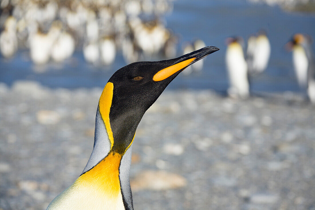 Königspinguin, Aptenodytes patagonicus, St. Andrews Bay, Süd Georgien, Antarktis
