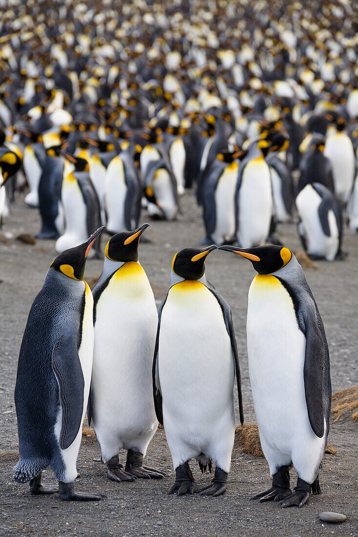 King Penguins in colony, Aptenodytes patagonicus, colony, Gold Harbour, South Georgia, Antarctica