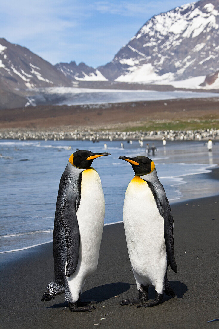 Königspinguine, Aptenodytes patagonicus, St. Andrews Bay, Süd Georgien, Antarktis