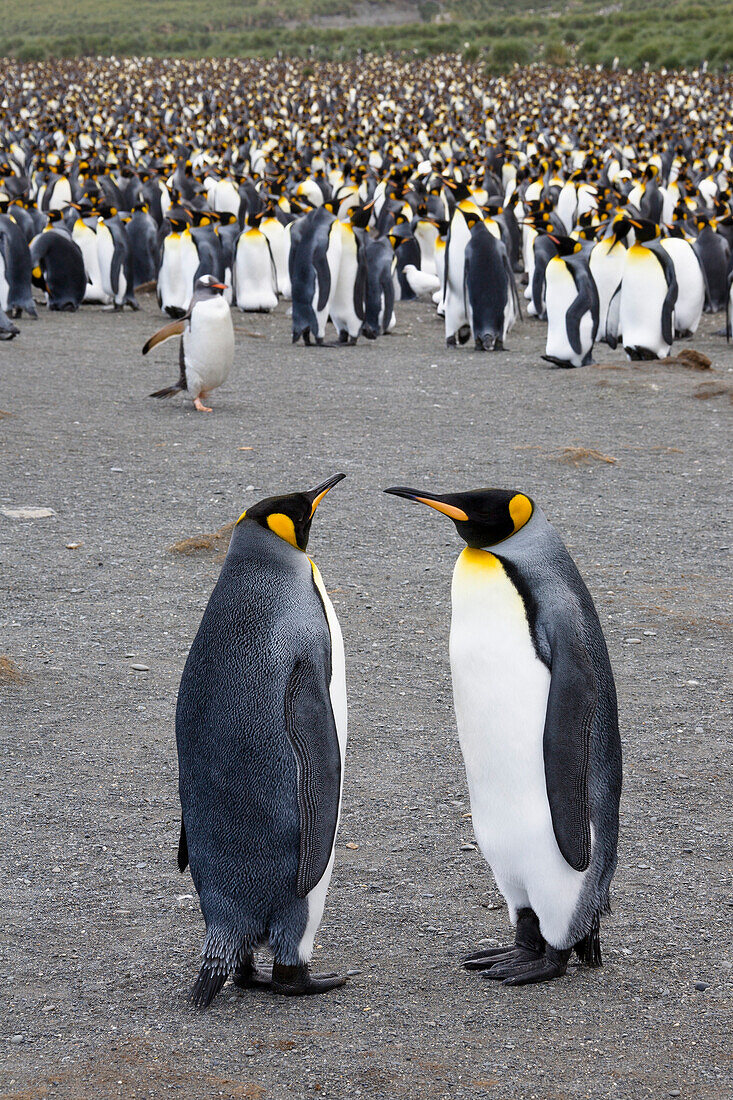 Königspinguine, Aptenodytes patagonicus, Gold Harbour, Südgeorgien, Antarktis