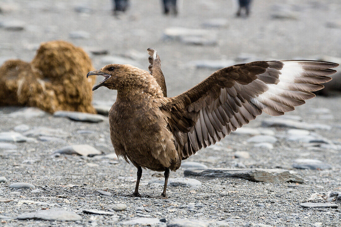 Subantarktikskua aggressiv, Catharacta antarctica, Südgeorgien, Subantarktis, Antarktis