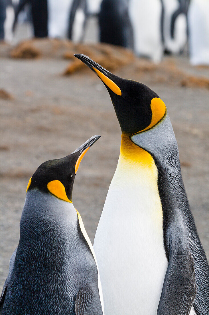 King Penguins, pair, Aptenodytes patagonicus, Gold Harbour, South Georgia, Subantarctic, Antarctica