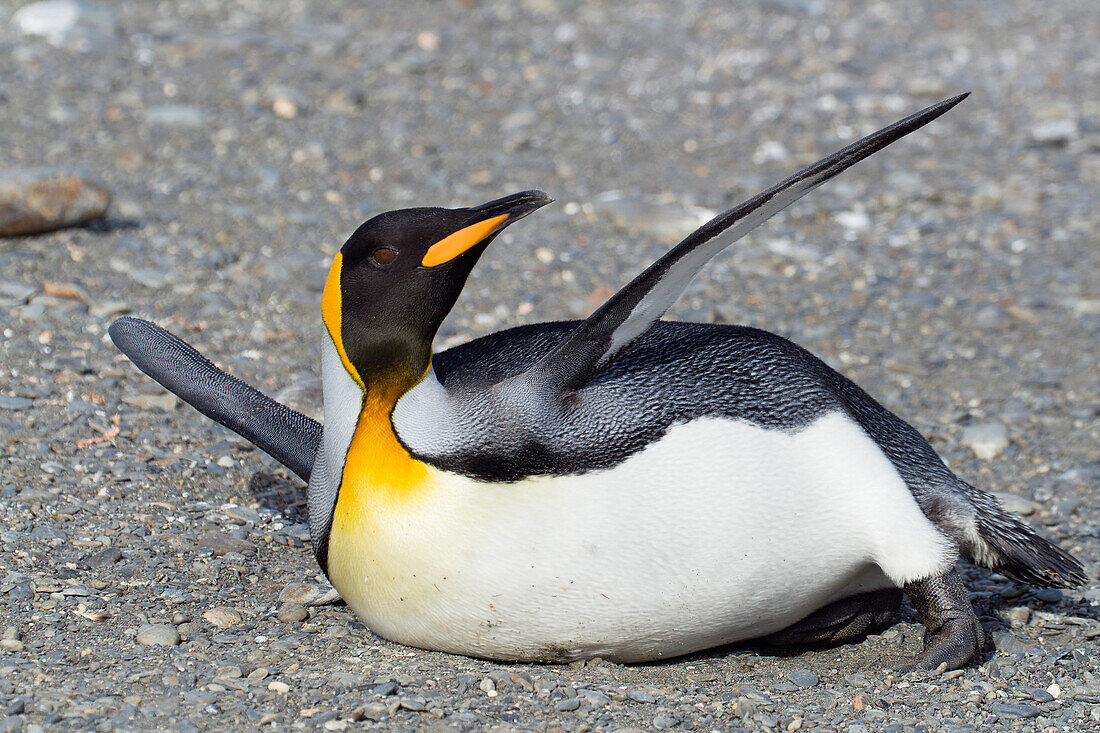 Königspinguin, Aptenodytes patagonicus, St. Andrews Bay, Süd Georgien, Antarktis