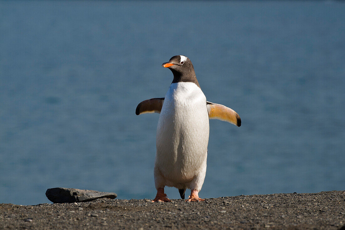 Gentoo Penguin, Pygoscelis papua, Antrctic peninsula, Antarctic