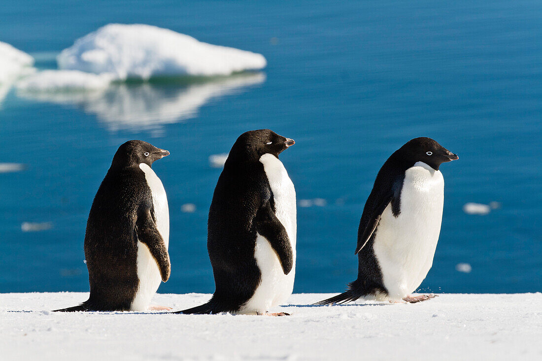 Adelie Penguins, Pygoscelis adeliae, Antarctic Peninsula, Antarctica