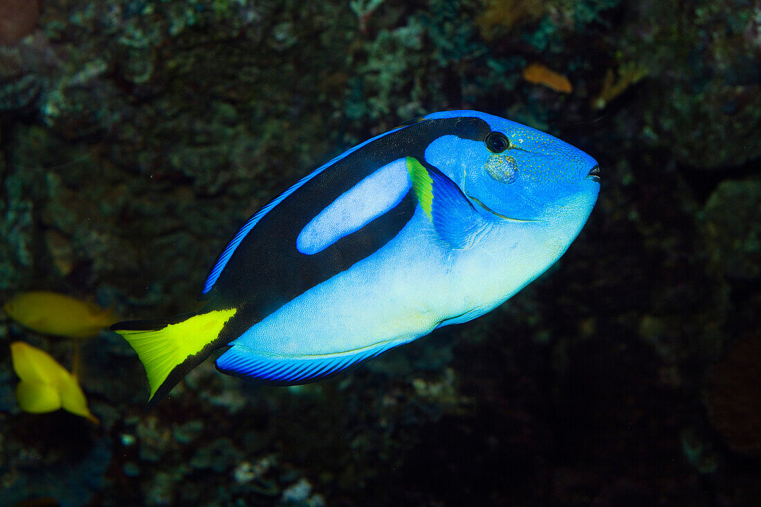 Doctorfish, Paracanthurus hepatus, Indo Pacific, captive