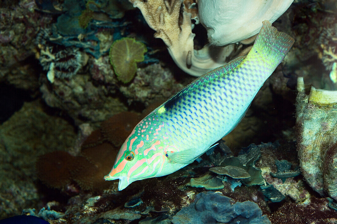 Checkerboard Wrasse in coral reef, Halichoeres hortulanus, captive