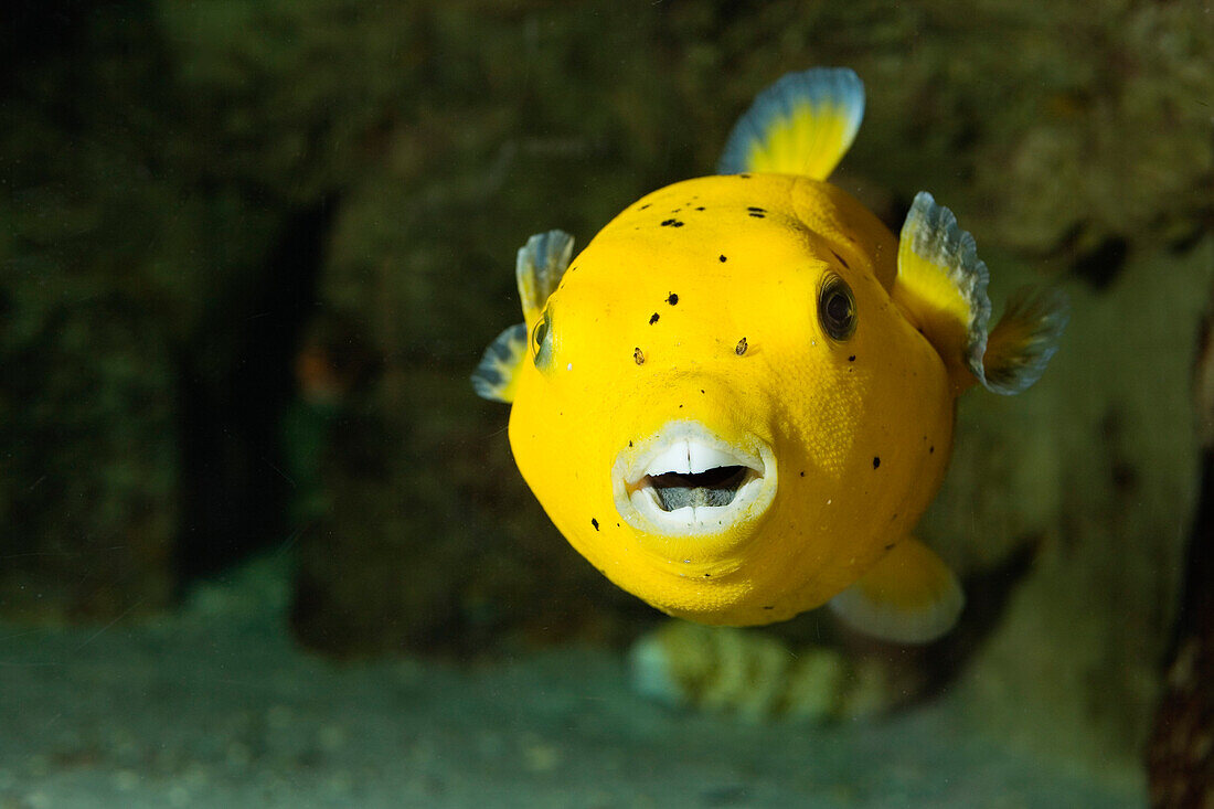 Yellow dog-faced Puffer, Arothron meleagris, Pacific, captive