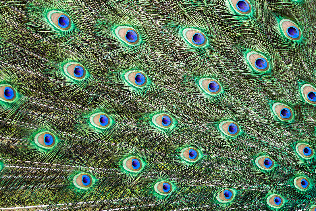 Pfau, Augensymbole auf den Schwanzfedern, Männchen radschlagend, Balz, Pavo cristatus, Indien, Zoo
