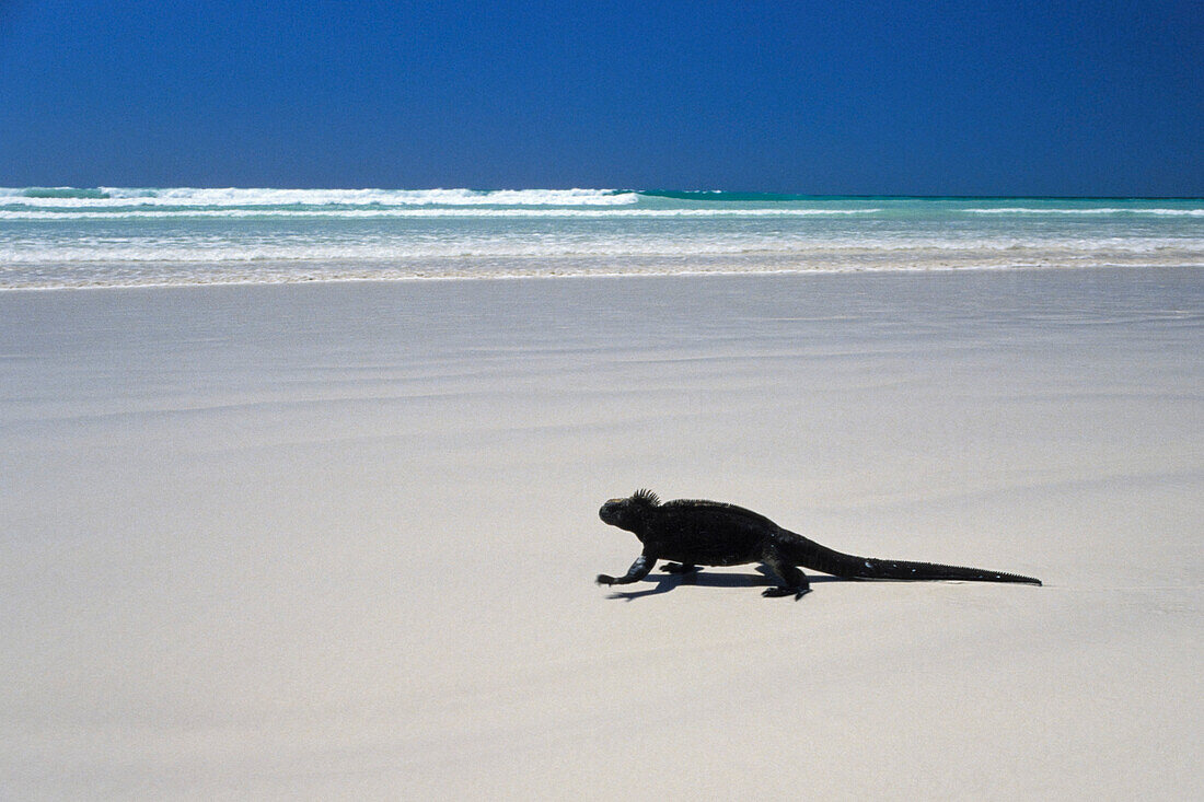 Marine Iguana on the coast, Amblyrhynchus cristatus, Galapagos Islands, Ecuador