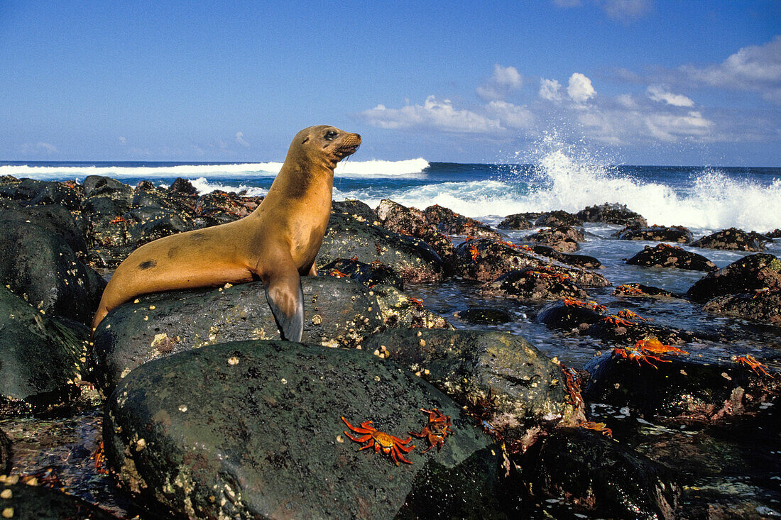 Galapagos Seelöwe, Zalophus californianus, und rote Felsenkrabben, Grapsus grapsus, Galapagos Inseln, Ekuador