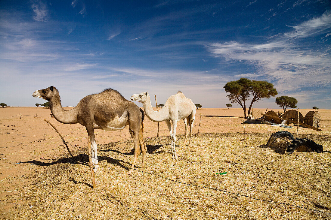 Dromedaries, Camelus dromedarius, Libya, Sahara, North Africa