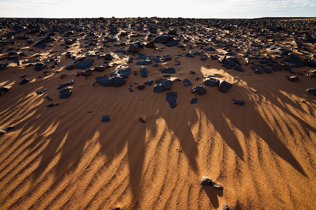 Steinwüste, Schwarze Wüste, Libyen, Afrika
