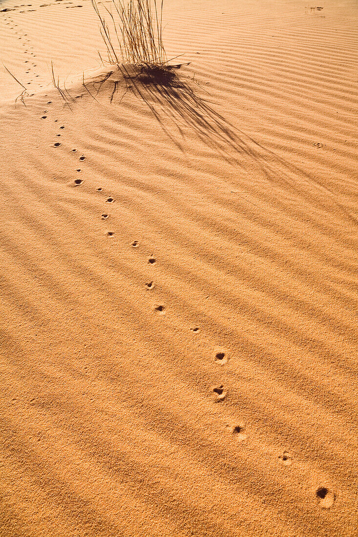 Animal spoor in the libyan desert, Libya, Sahara, Africa
