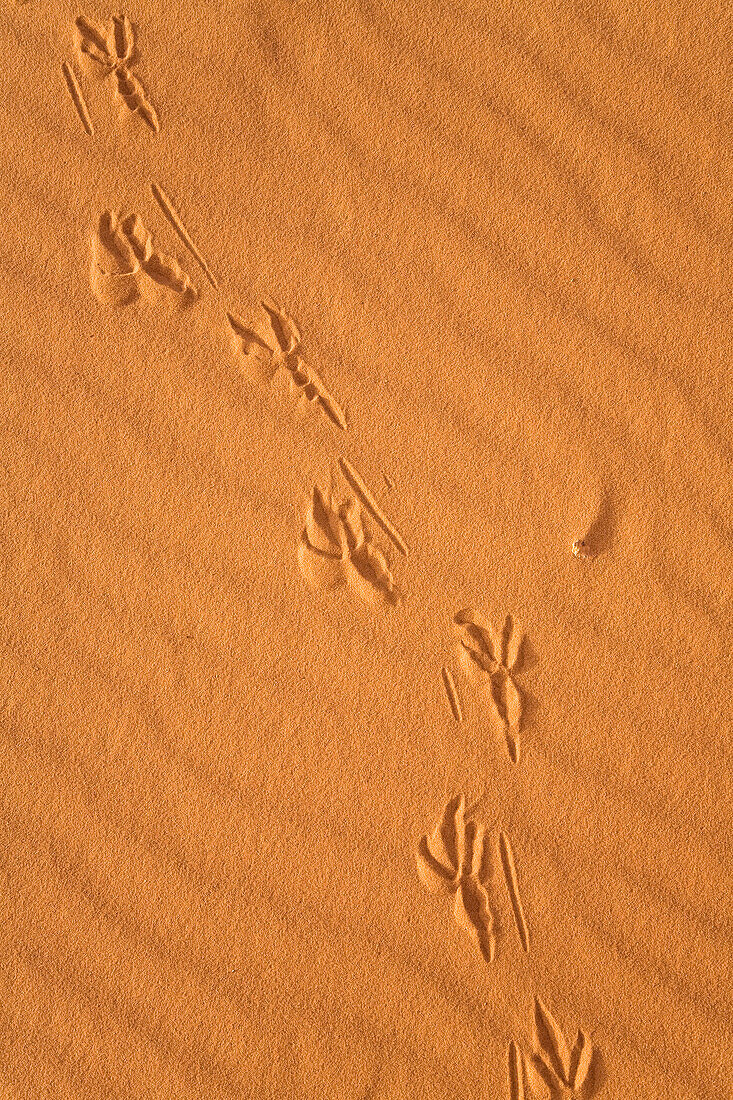 Vogelspur in der libyschen Wüste, Libyen, Sahara, Nordafrika
