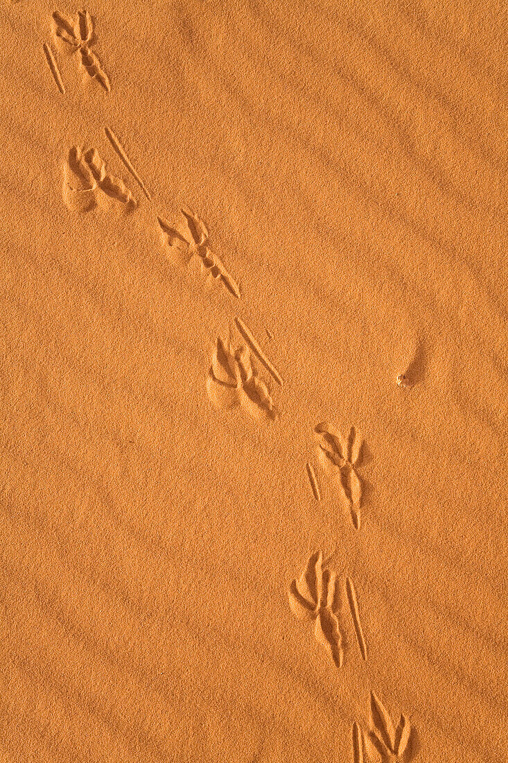 bird track in the libyan desert, Libya, Sahara, North Africa