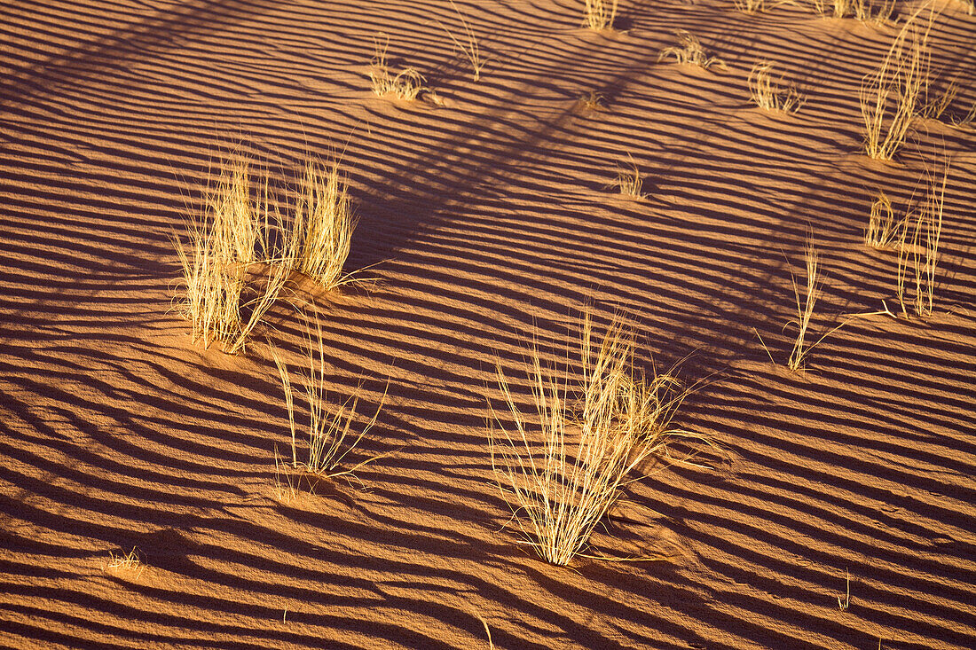 Gräser im Sand in der libysche Wüste, Sahara, Libyen, Nordafrika