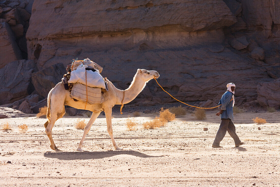 Tuareg führt Dromedar durch die libysche Wüste, Libyen, Afrika