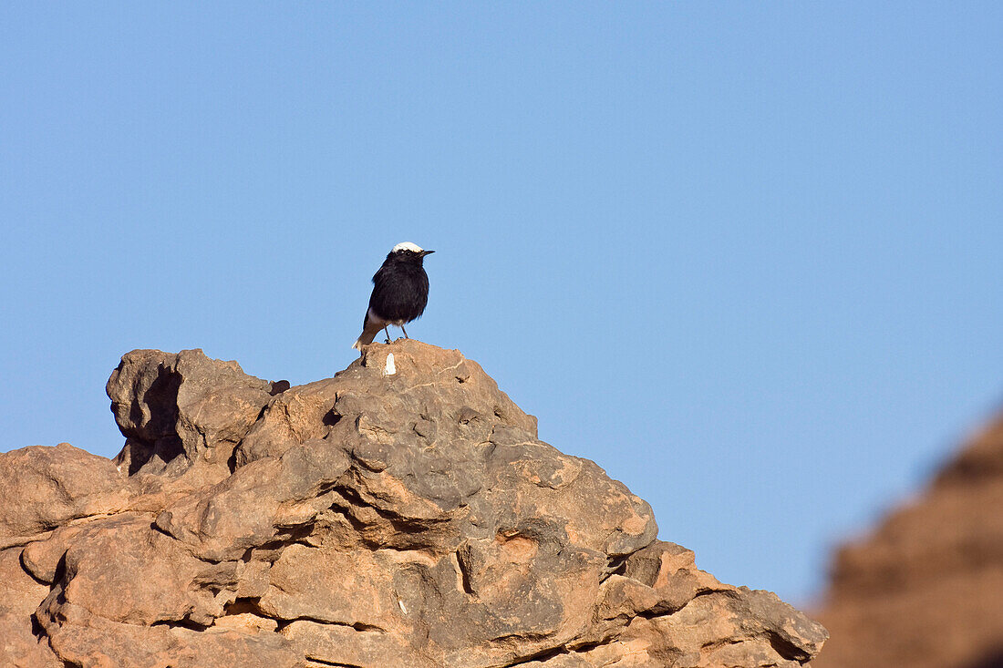 Saharasteinschmätzer, Oenanthe leucopyga leucopyga, Steinwüste, Libyen, Sahara, Afrika