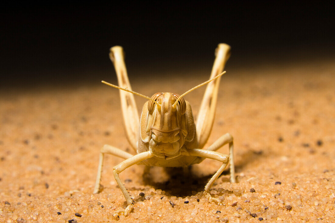 Grasshopper in the libyan desert, Sahara, Libya, North Africa
