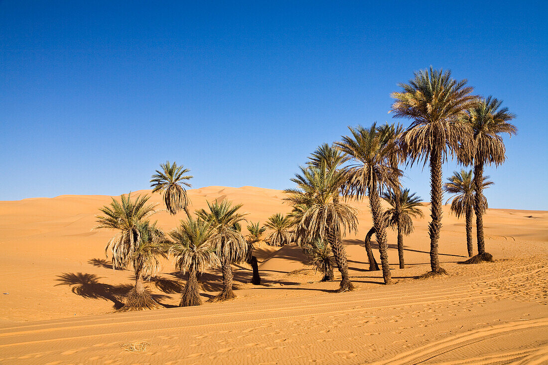 Date Palm Trees in Um el Ma oasis and sanddunes, libyan desert, Libya, Africa