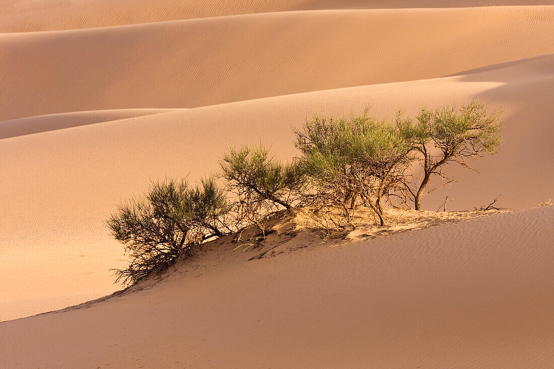 Tamarisken in der libysche Wüste, Sahara, Libyen, Nordafrika