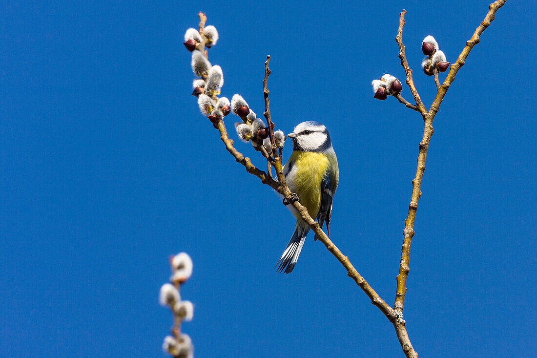 Blue, Cyanistes caeruleus, Bavaria, Germany