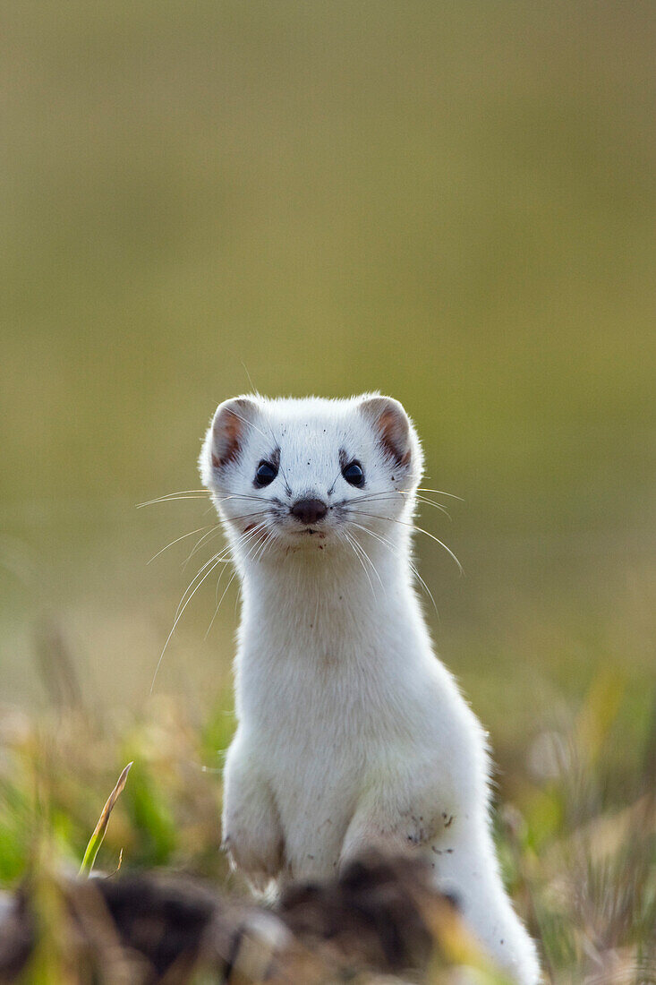 Hermelin im Winterfell macht Männchen, Großes Wiesel, Mustela erminea, Deutschland