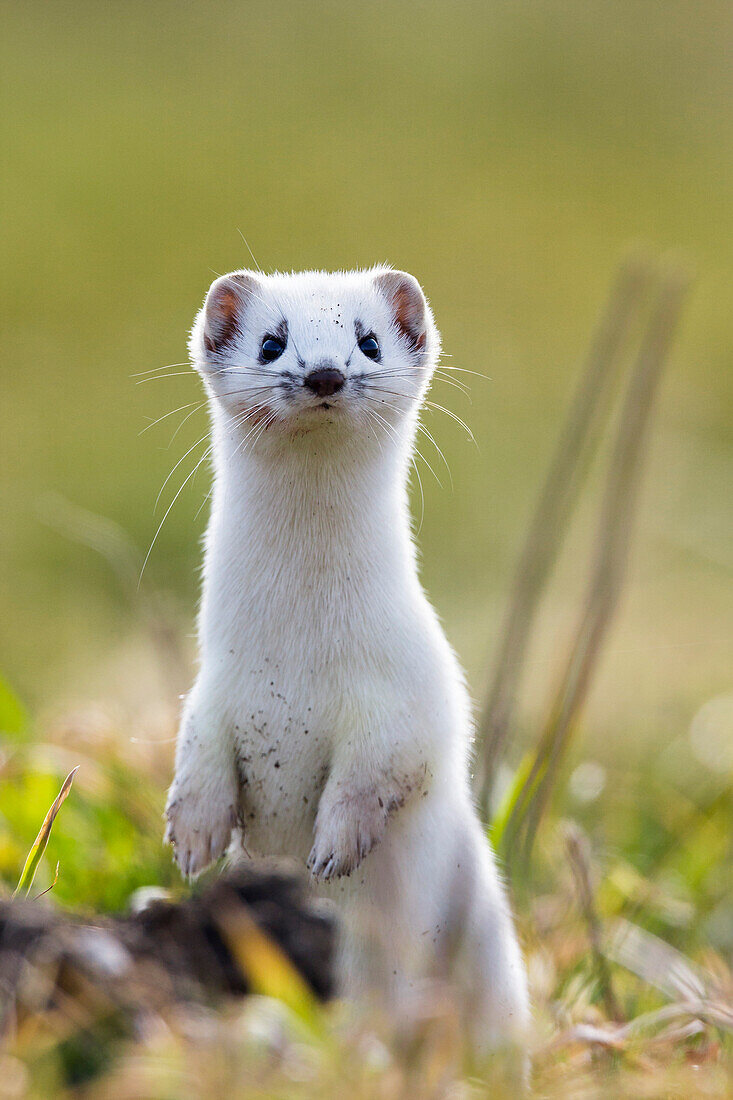 Hermelin im Winterfell macht Männchen, Großes Wiesel, Mustela erminea, Deutschland