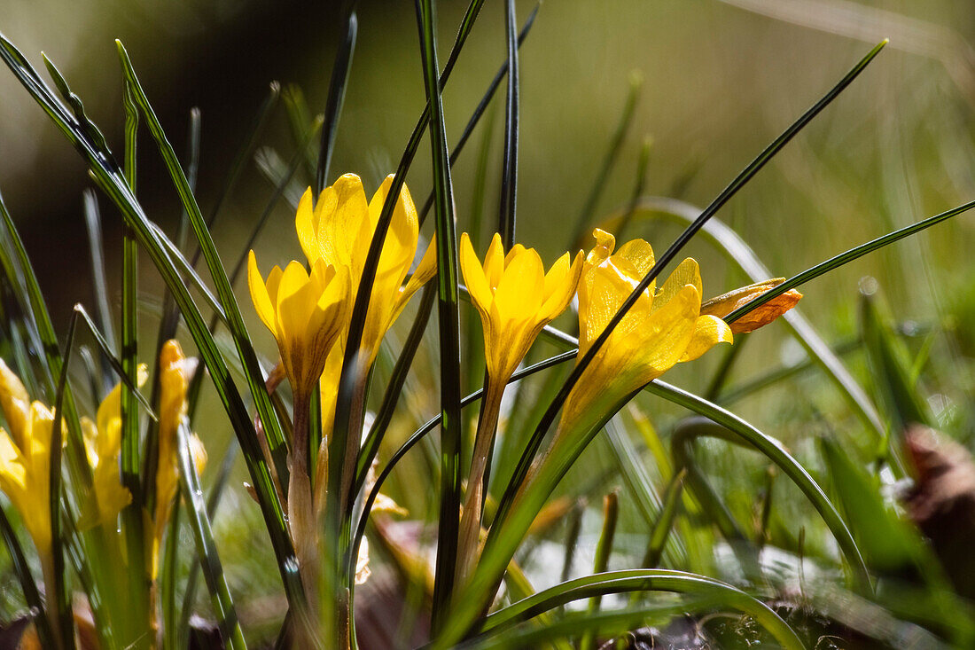 Garden Crocus in spring, Bavaria, Germany